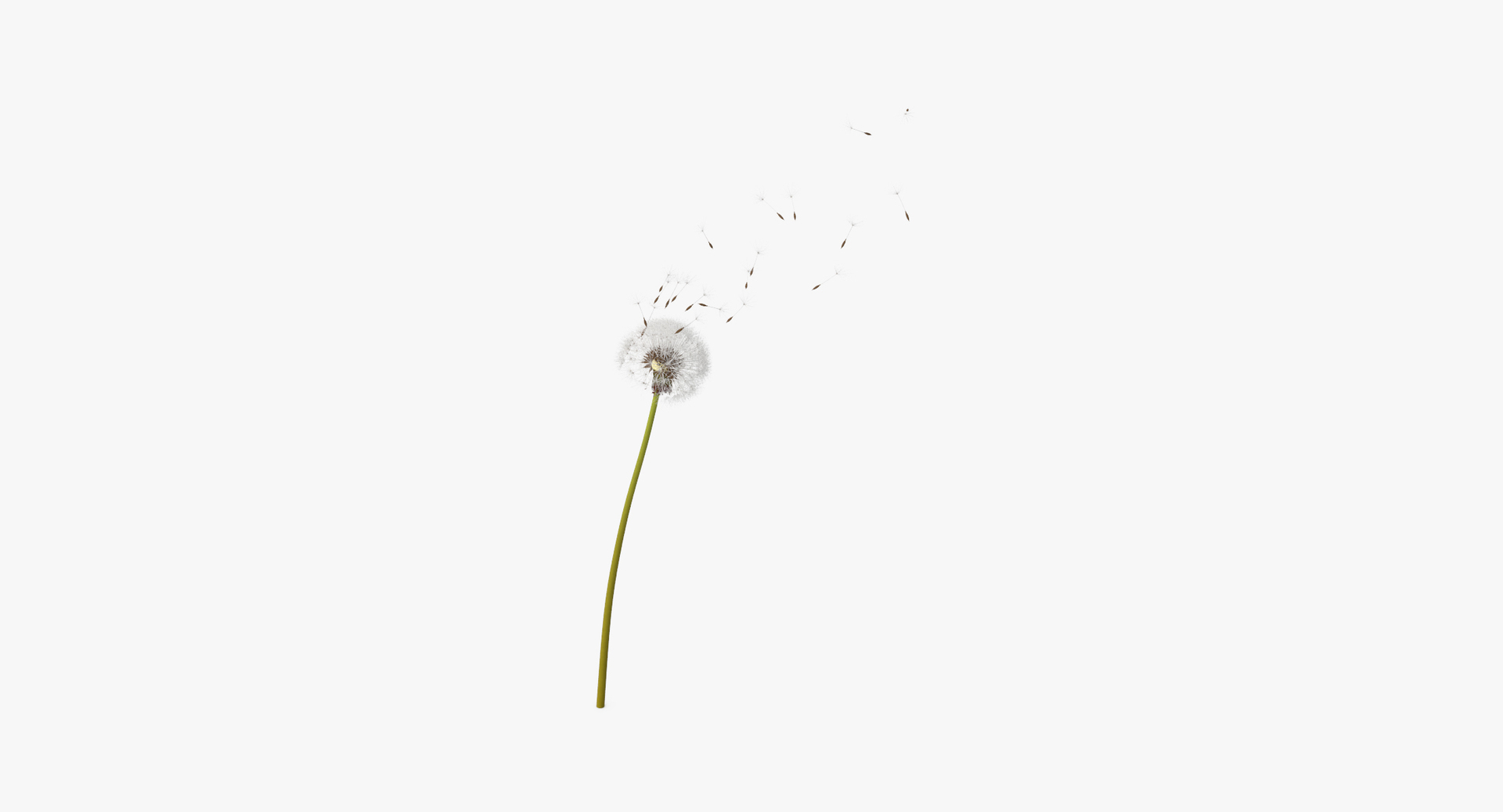 carnation lily hydrangeas peony max https://p.turbosquid.com/ts-thumb/0S/bw0Y4w/an46UZDb/0000/jpg/1468246376/1920x1080/turn_fit_q99/134b4c18df9871523490a14747fc58f74e9d8da4/0000-1.jpg
