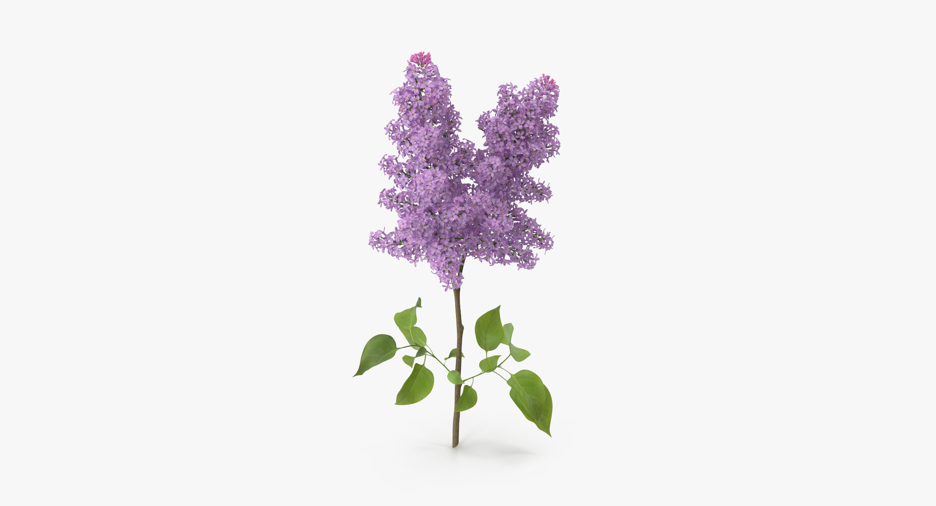 carnation lily hydrangeas peony max https://p.turbosquid.com/ts-thumb/0S/bw0Y4w/cNEl7BUP/0000/jpg/1468306114/1920x1080/turn_fit_q99/671852662fee7e9b2edafaeec5290daef5433e7a/0000-1.jpg