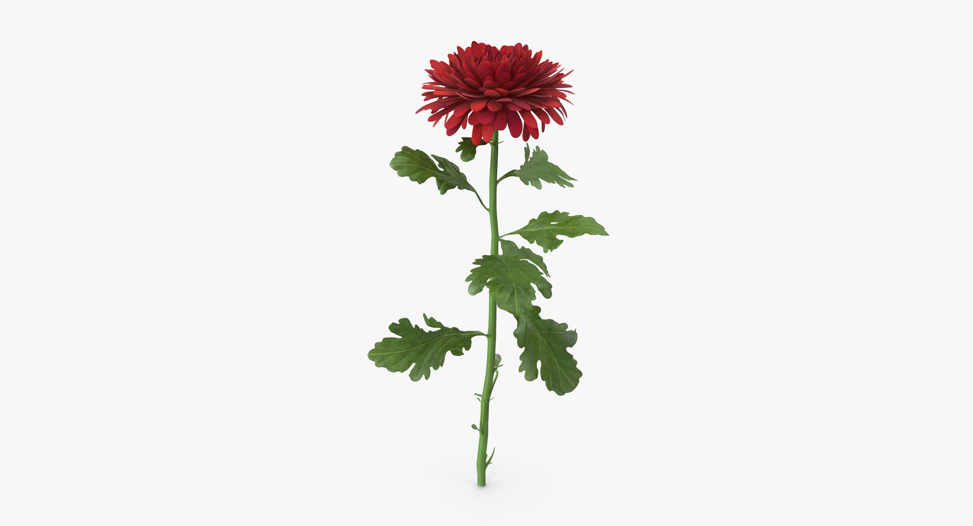 carnation lily hydrangeas peony max https://p.turbosquid.com/ts-thumb/0S/bw0Y4w/i2ipM6AQ/0000/jpg/1468240123/1920x1080/turn_fit_q99/46a2c7cc601db97b7856ff8057be5ccf954af097/0000-1.jpg