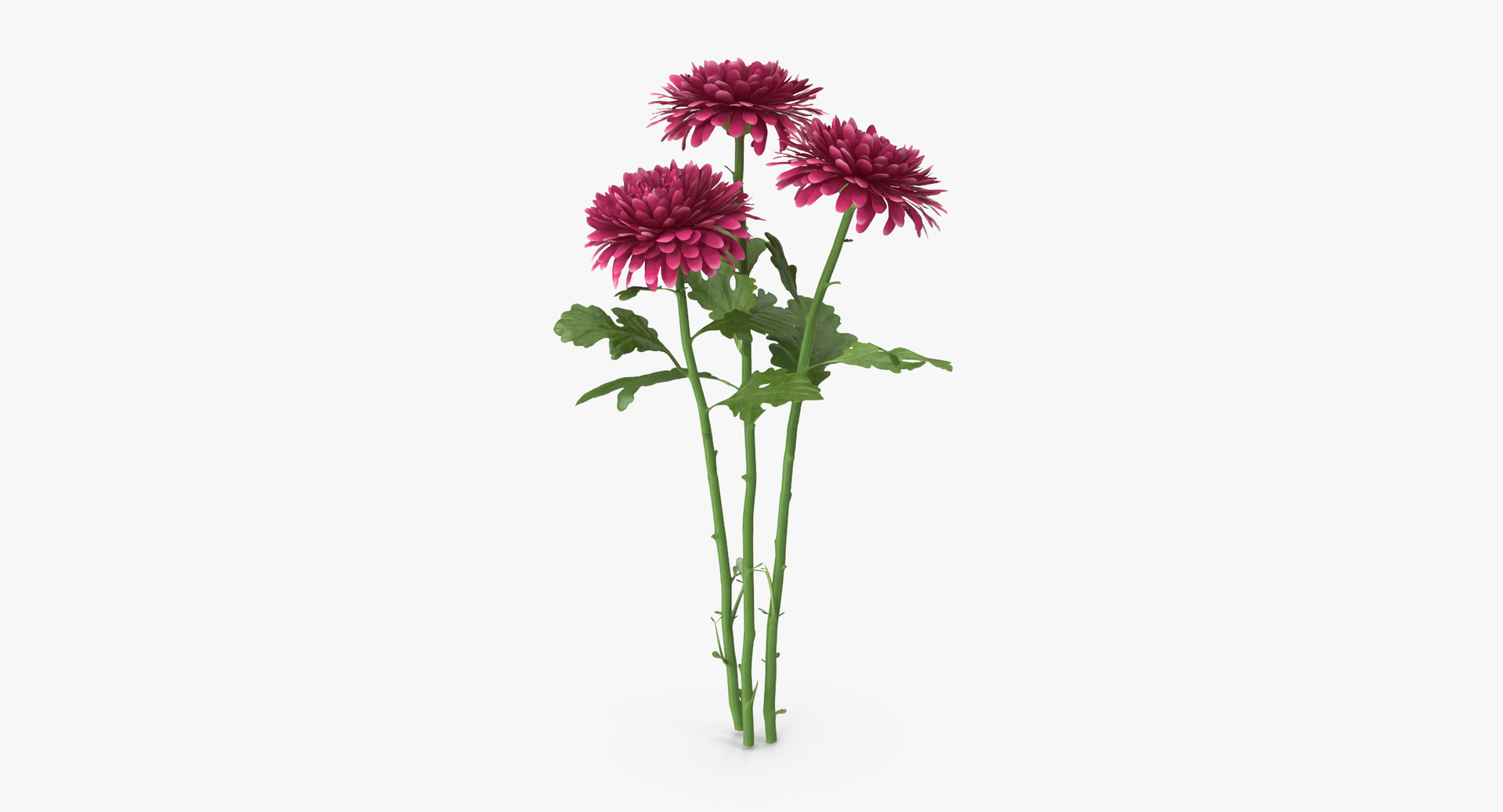 carnation lily hydrangeas peony max https://p.turbosquid.com/ts-thumb/0S/bw0Y4w/lTdvqUMW/0000/jpg/1468236197/1920x1080/turn_fit_q99/363e3d26fdd9c640a85586a17f8e3fb83532fa97/0000-1.jpg