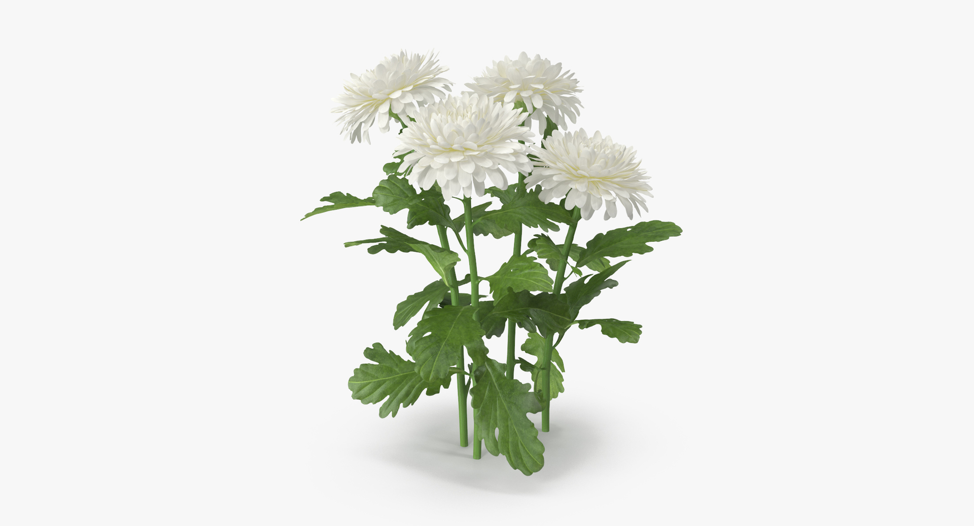 carnation lily hydrangeas peony max https://p.turbosquid.com/ts-thumb/0S/bw0Y4w/lhlpuJ0r/0000/jpg/1468241463/1920x1080/turn_fit_q99/3294c00e3484191e3de3cffca91db53ca9f191f4/0000-1.jpg