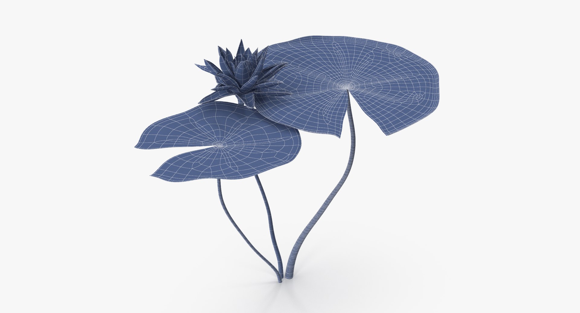 carnation lily hydrangeas peony max https://p.turbosquid.com/ts-thumb/0S/bw0Y4w/nAGk9DeS/water_lily_variant_03_natural_group_wireframe_0001/jpg/1515672711/1920x1080/fit_q87/23ed62255681e90e8764e2a49f12339765dddd04/water_lily_variant_03_natural_group_wireframe_0001.jpg