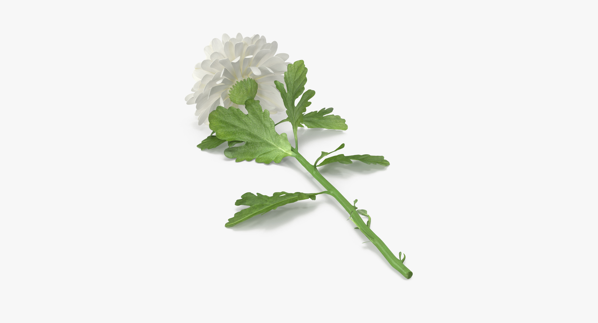 carnation lily hydrangeas peony max https://p.turbosquid.com/ts-thumb/0S/bw0Y4w/oSEQyNmJ/0000/jpg/1468241115/1920x1080/turn_fit_q99/b44d13061ff5b3c7692bd312cdccdf91c052d74a/0000-1.jpg