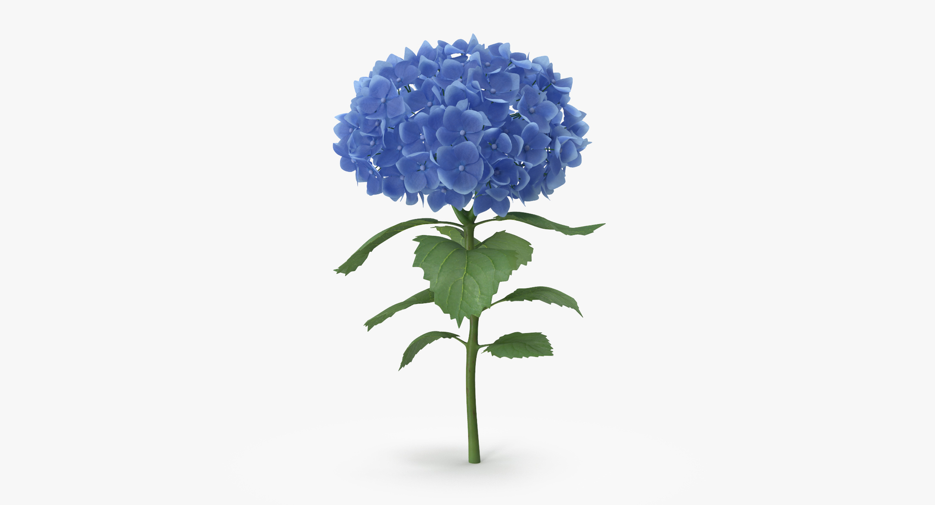 carnation lily hydrangeas peony max https://p.turbosquid.com/ts-thumb/0S/bw0Y4w/qvSBkORT/0000/jpg/1468220784/1920x1080/turn_fit_q99/dff6328590c448e6b7029e3e4ad196eae5957722/0000-1.jpg