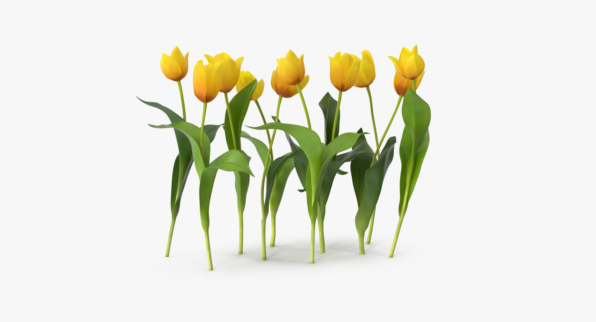 carnation lily hydrangeas peony max https://p.turbosquid.com/ts-thumb/0S/bw0Y4w/saNEaS3z/0000/jpg/1468314073/1920x1080/turn_fit_q99/8a3f8c23ee2373df97d6ac42b4c4d6422b617f44/0000-1.jpg