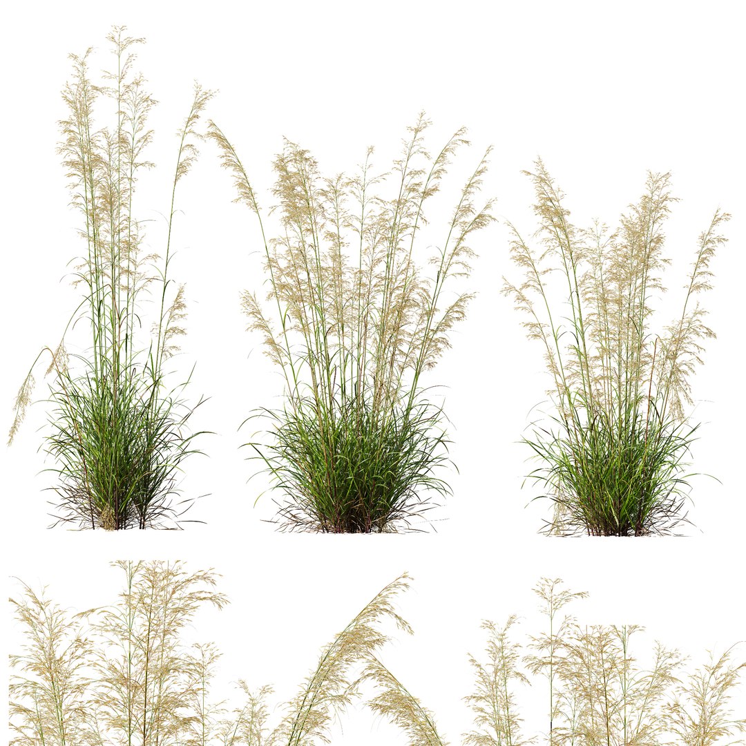 3D 6 Different SETS of Grass SET VOL07 model https://p.turbosquid.com/ts-thumb/0S/fojPb8/tW/z02/jpg/1695130009/1920x1080/fit_q87/eacfaad06fade23778117acae8355a9e432777ed/z02.jpg