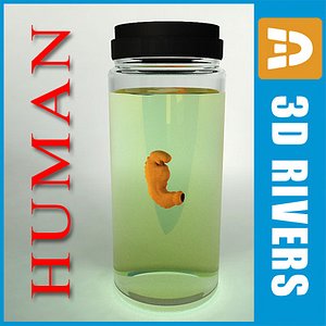 weeks human embryo 3d 3ds