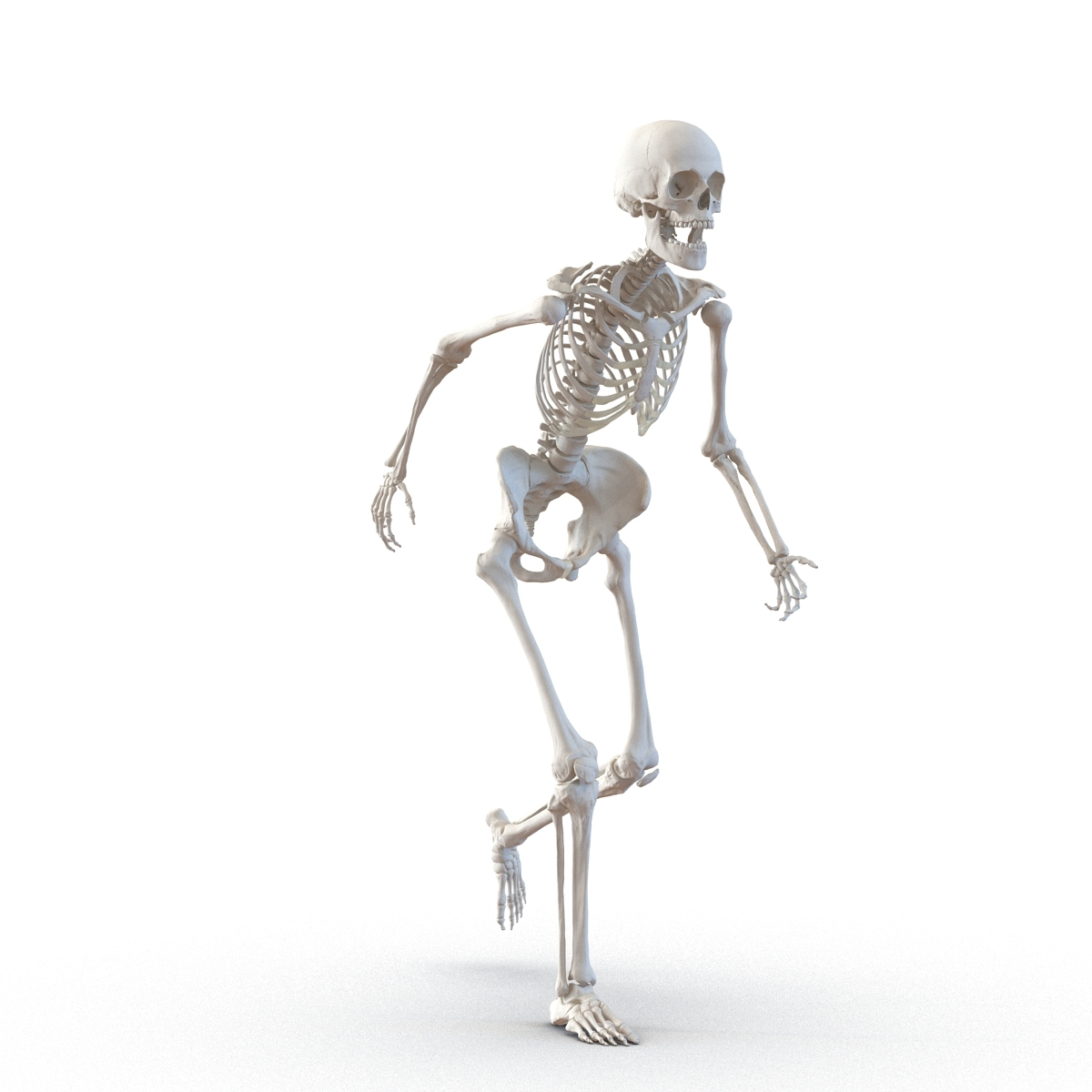 3d max human female skeleton rigged