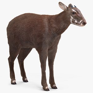 Saola Fur