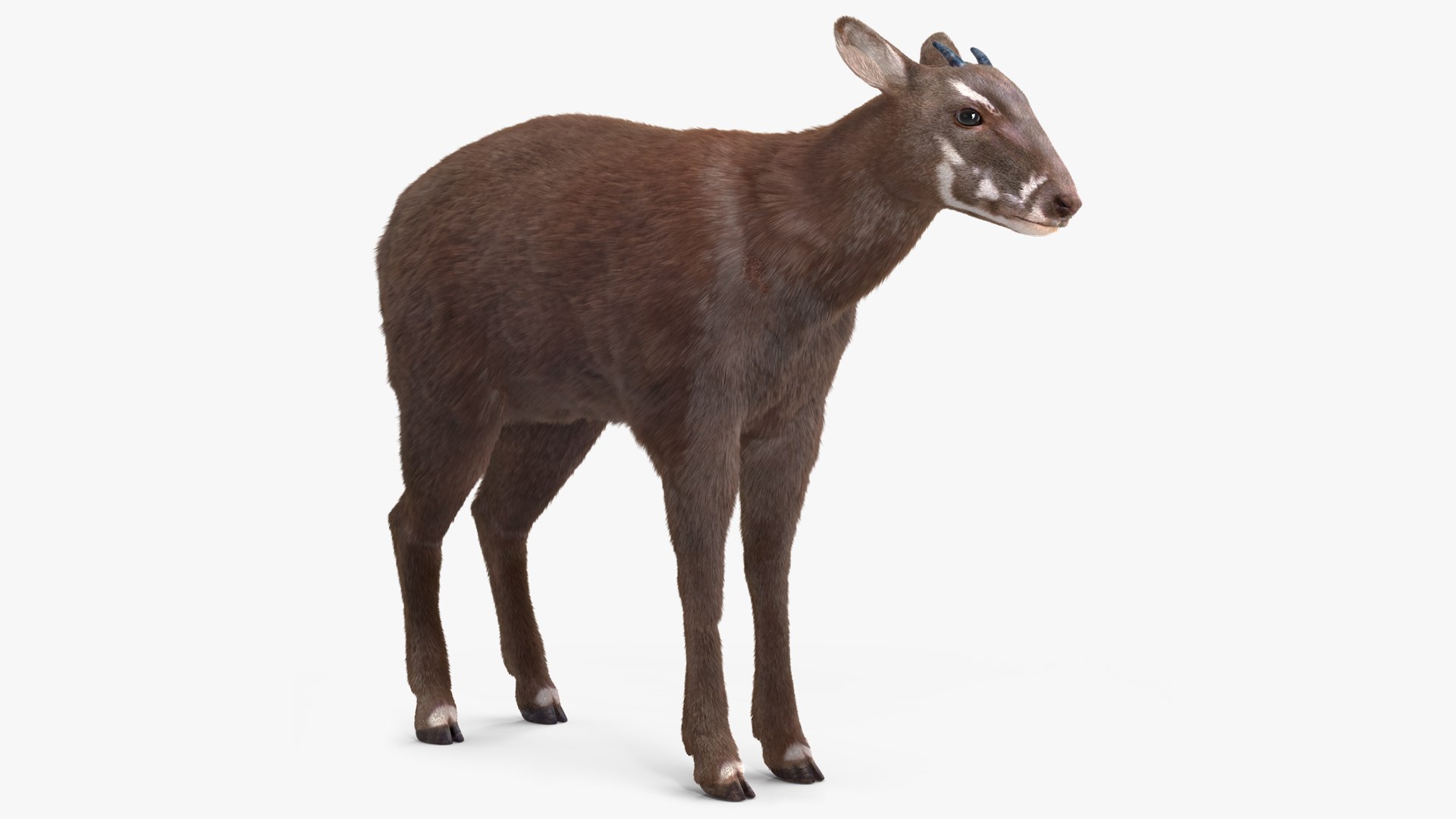 Saola Fur 3D model preview