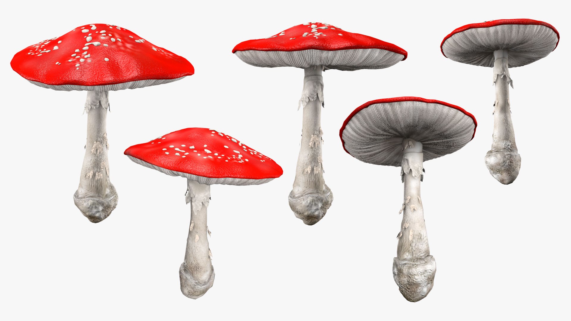 Mushroom Set 3D model https://p.turbosquid.com/ts-thumb/0T/BRXmk3/sF/amanita_big_01/jpg/1777453068/1920x1080/fit_q87/14a6db68e53d8da51c4f22a73a7986a9885b364d/amanita_big_01.jpg