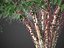 XfrogPlants Jabuticaba - Myciaria Calufifloria