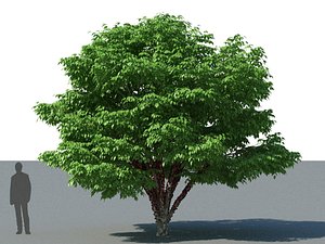 3D XfrogPlants Jabuticaba - Myciaria Calufifloria