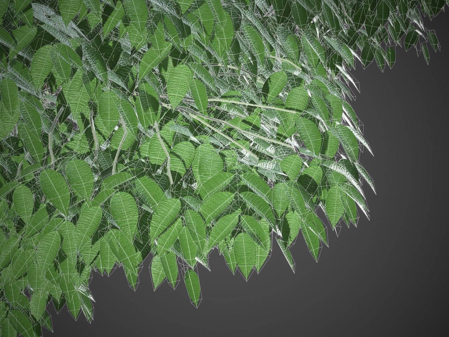 3D XfrogPlants Jabuticaba - Myciaria Calufifloria https://p.turbosquid.com/ts-thumb/0T/Cv3HgP/Wq/screenshot015/jpg/1621620862/1920x1080/fit_q87/0f13d13bfef87184f923ca1098b97d8b65099456/screenshot015.jpg