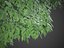 XfrogPlants Jabuticaba - Myciaria Calufifloria