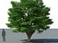 XfrogPlants Jabuticaba - Myciaria Calufifloria