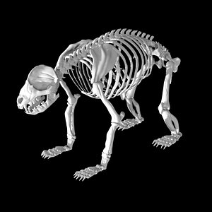 3D Rigged panda skeleton model