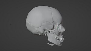 3D Model of Skull with Paranasal Sinuses model
