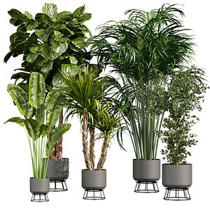 plant vol 744 - palm - banana - fiddle - ficus