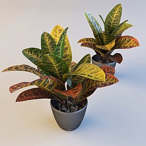 3d model croton plant pot