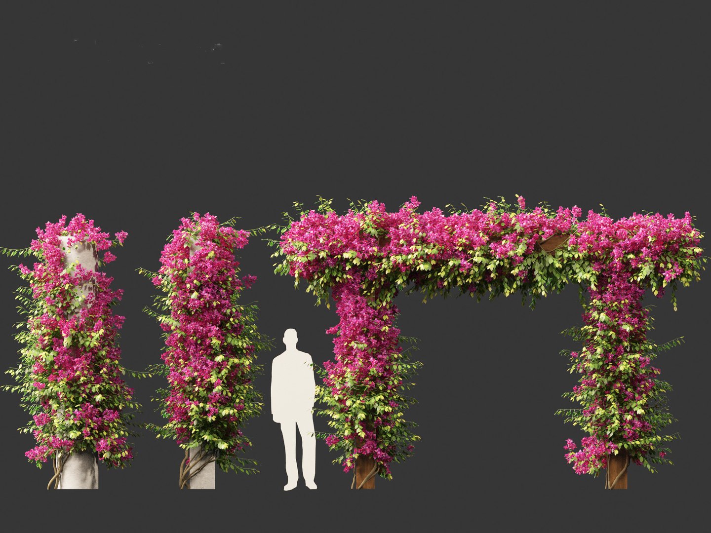 3D Bougainvillea glabra - Lesser bougainvillea 03 - TurboSquid 2127285