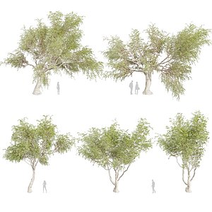 3D Collection plant vol 577 - Eucalyptus - Camaldulensis - tree - 3Ds max - Cinema 4D model