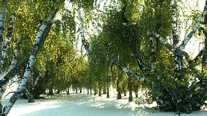 birch-tree forest pack 18 3D