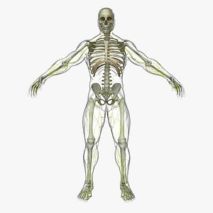 central nervous skeleton organization 3d ma