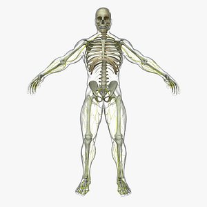 Central Nervous System with Skeleton