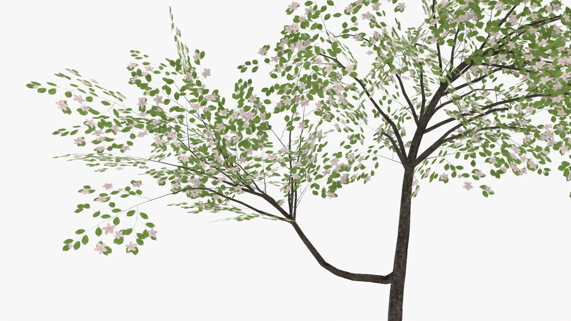 3D plum flowers https://p.turbosquid.com/ts-thumb/0T/yvE6VV/0QzUq26t/3/jpg/1601813233/1920x1080/fit_q87/696a2e8ebd412b0d6ec89dc2a9b00ac4ee913e83/3.jpg
