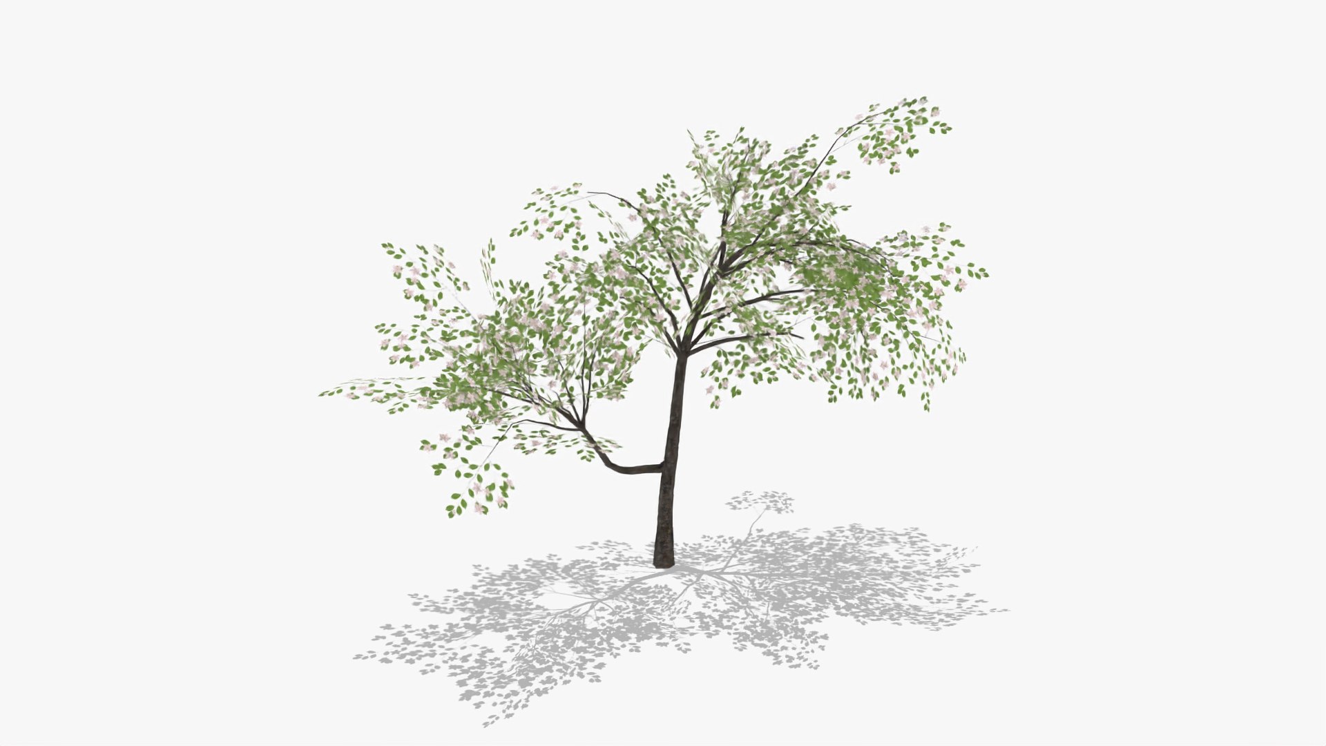 3D plum flowers https://p.turbosquid.com/ts-thumb/0T/yvE6VV/ALc1W8r1/5/jpg/1601813234/1920x1080/fit_q87/33dddaf2e0f23779d786b5d04367a6f480befa2a/5.jpg