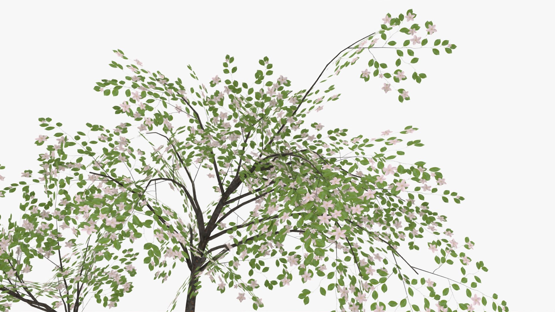 3D plum flowers https://p.turbosquid.com/ts-thumb/0T/yvE6VV/STQERFnf/2/jpg/1601813233/1920x1080/fit_q87/6682dfe6c8c9ec45fc8028cb233ae179f91af7af/2.jpg