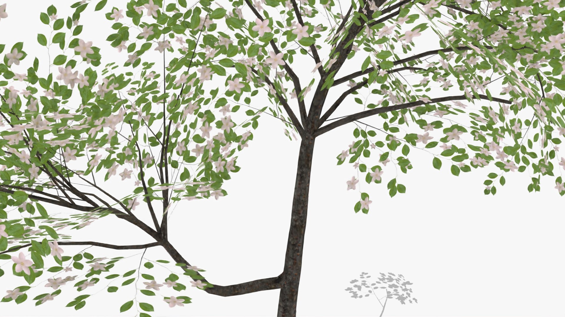 3D plum flowers https://p.turbosquid.com/ts-thumb/0T/yvE6VV/W6mPirPa/4/jpg/1601813234/1920x1080/fit_q87/8f352fbfac9aa67368fe5fce37b244fb0b8ac253/4.jpg