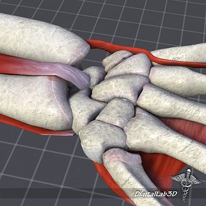 Human Wrist Bone Structure