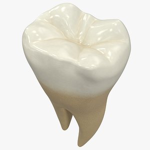 3D model human teeth lower molar