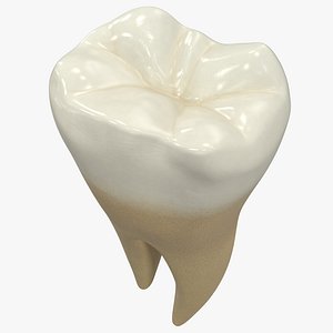 Human Teeth Lower First Molar