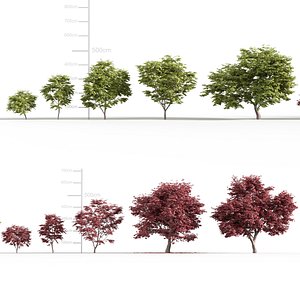 Acer palmatum - Japanese maple
