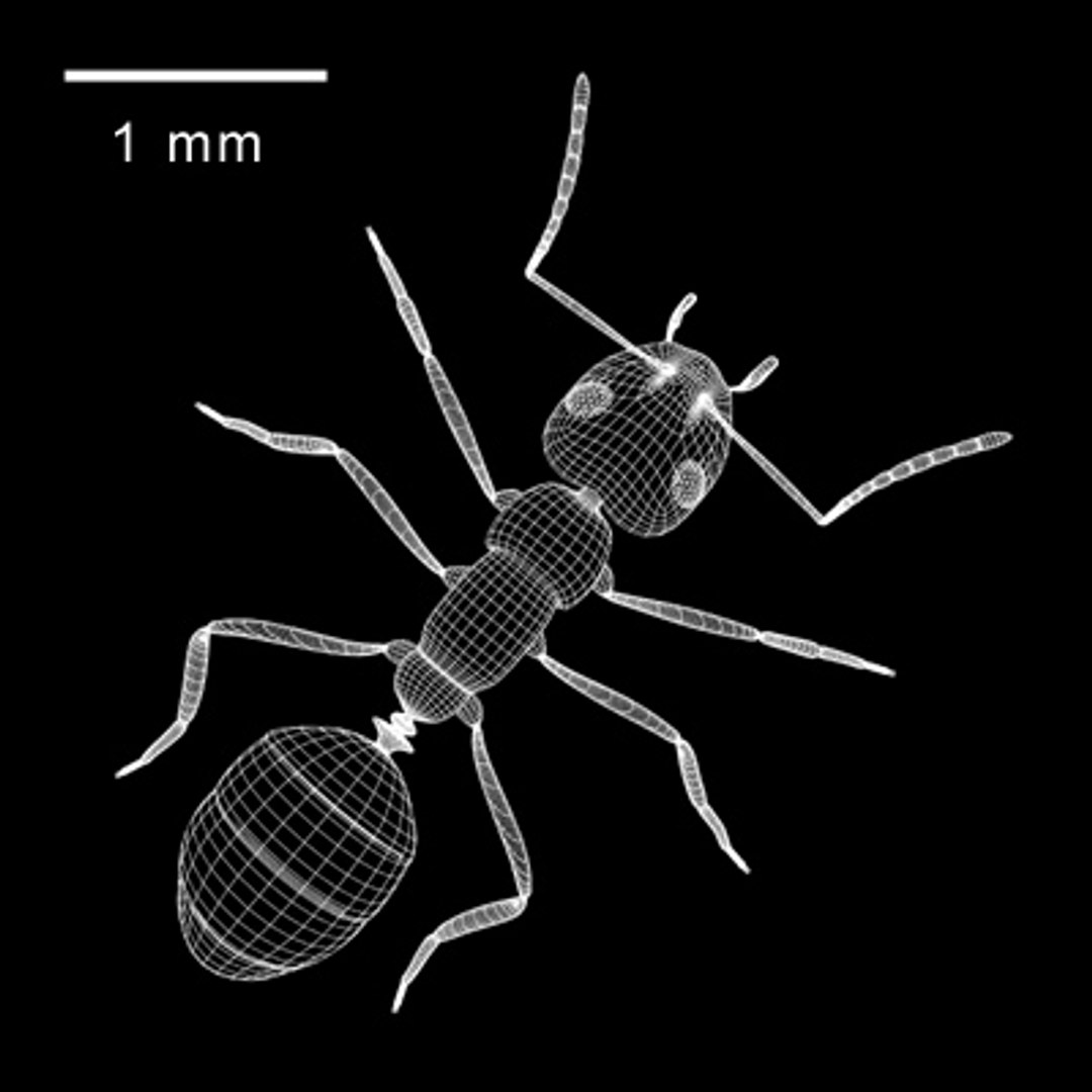 3d Ant Model