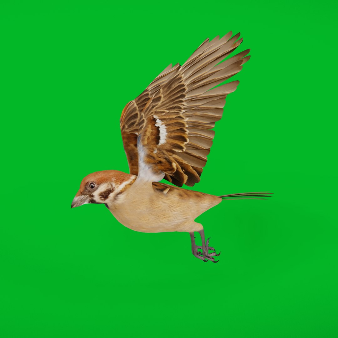 Eurasian Tree Sparrow 3D model https://p.turbosquid.com/ts-thumb/0U/gTeYDf/Fa/search_images/png/1757994982/1920x1080/fit_q87/da42f58b1b2ef1343387e3075126abeddab1dde0/search_images.jpg