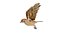 Eurasian Tree Sparrow 3D model