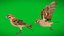 Eurasian Tree Sparrow 3D model