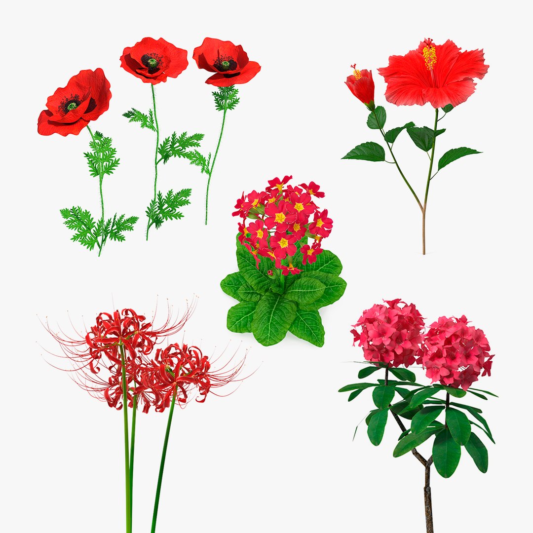 Red Flowering Plants Collection 3 3D model preview