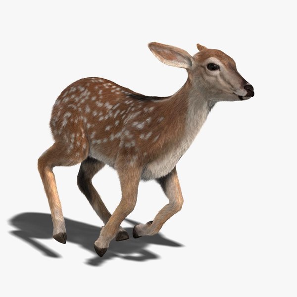Deer 3D Models for Download | TurboSquid