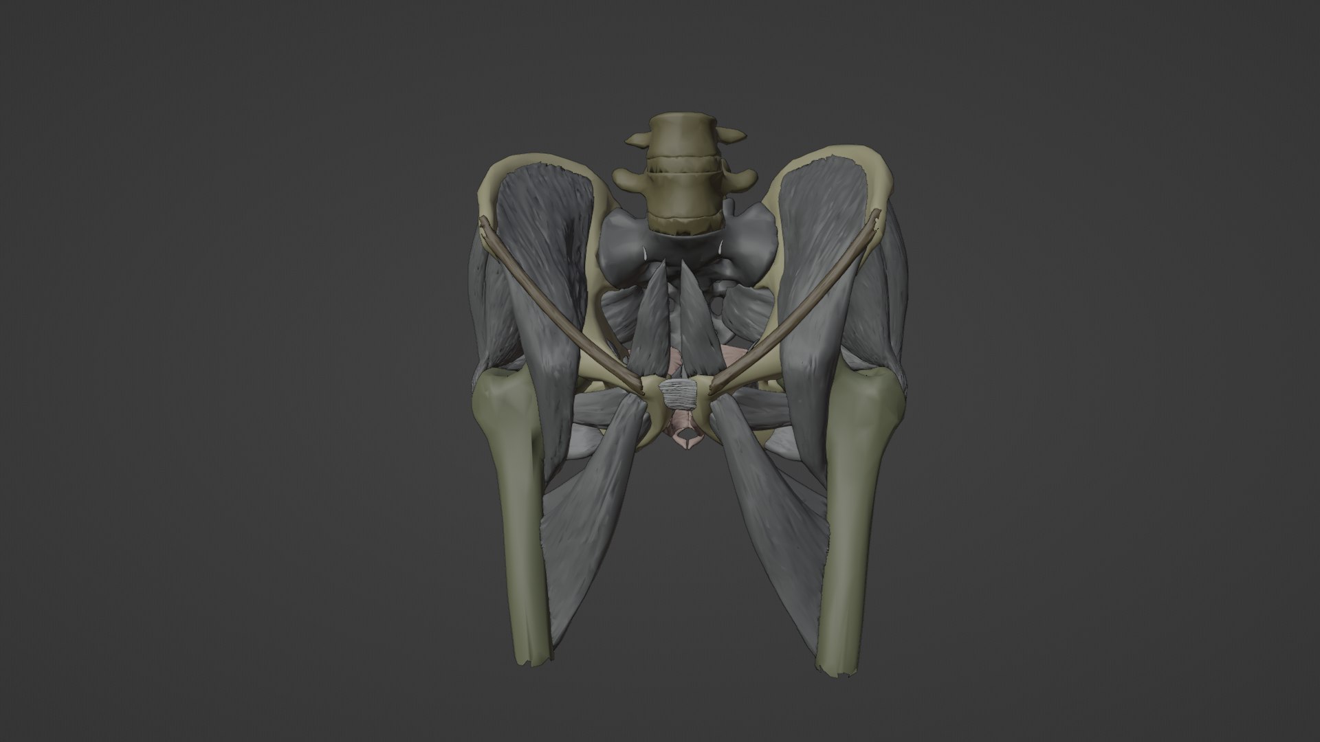 3D Model Of Male Pelvis Bones And Muscels 3D - TurboSquid 2080753