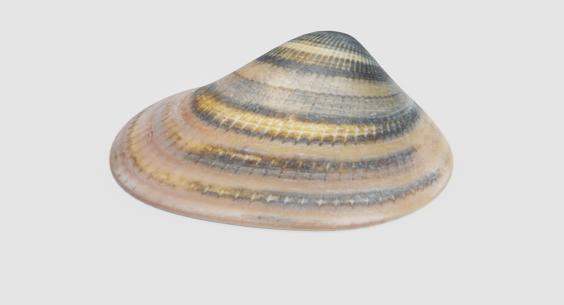 Clam Pbr 3D Model - TurboSquid 1229498