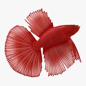3D model red crowntail betta fish