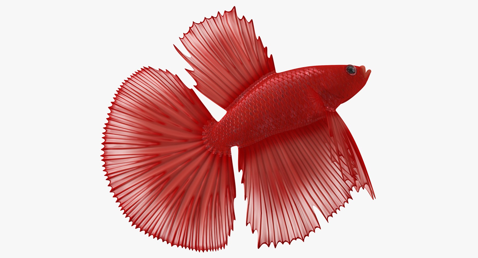 3D Model Red Crowntail Betta Fish - TurboSquid 1240836