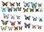 Butterflies Pack 3D