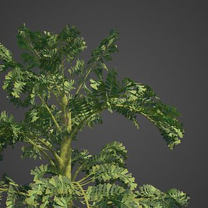 2021 PBR Jaggery Palm Collection Caryota Urens