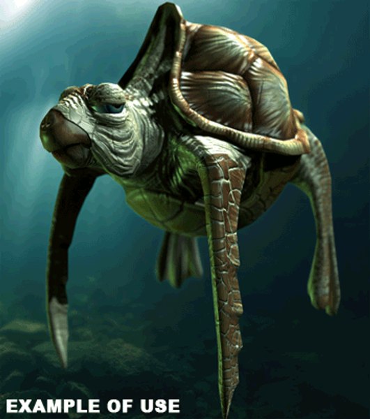 maya loggerhead sea turtle